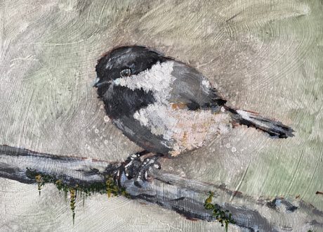 Black Capped Chickadee